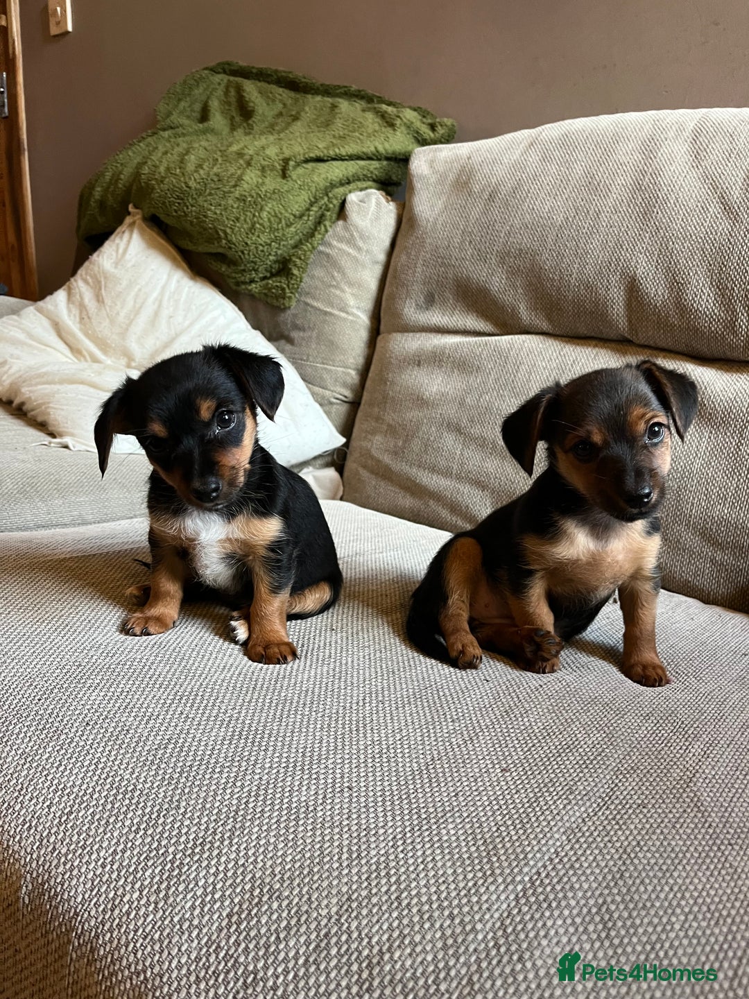 Jack Russell dogs for sale: Jack Russell puppies for sale - Advert 17