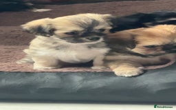 Mixed Breed dogs for sale: Tini Malchi puppies  - Image 1