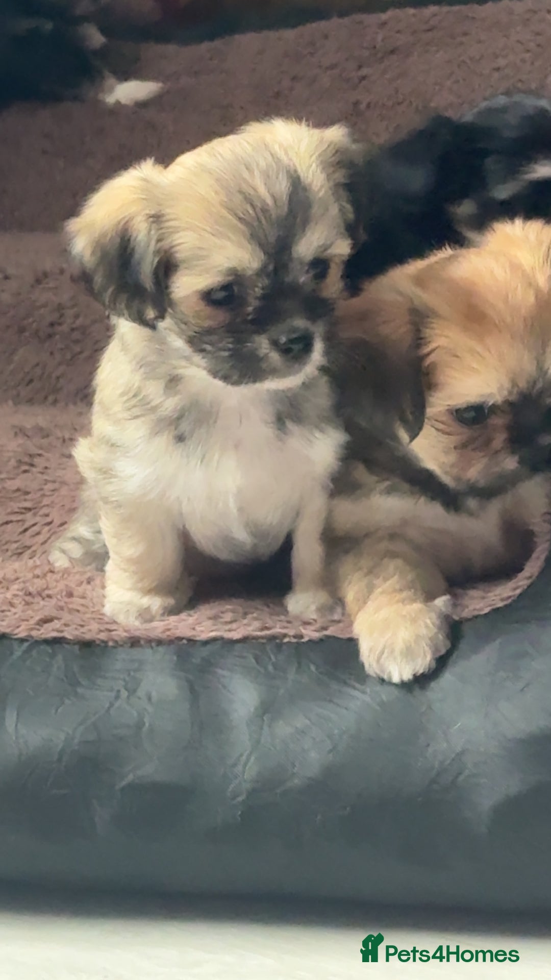 Mixed Breed dogs for sale: Tini Malchi puppies  - Image 1