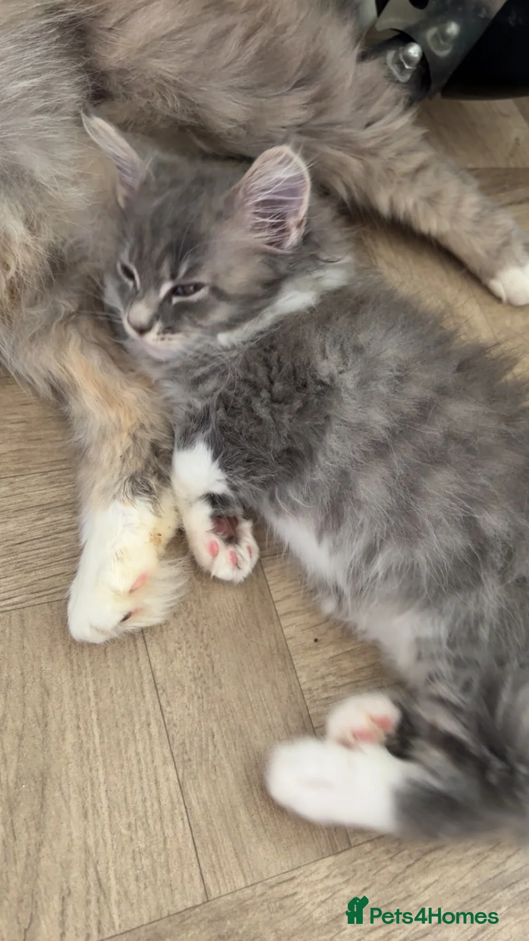 Maine Coon cats for sale: Maincoon kittens  - Advert 2