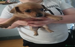 Mixed Breed dogs for sale: Jackawawas  - Image 16