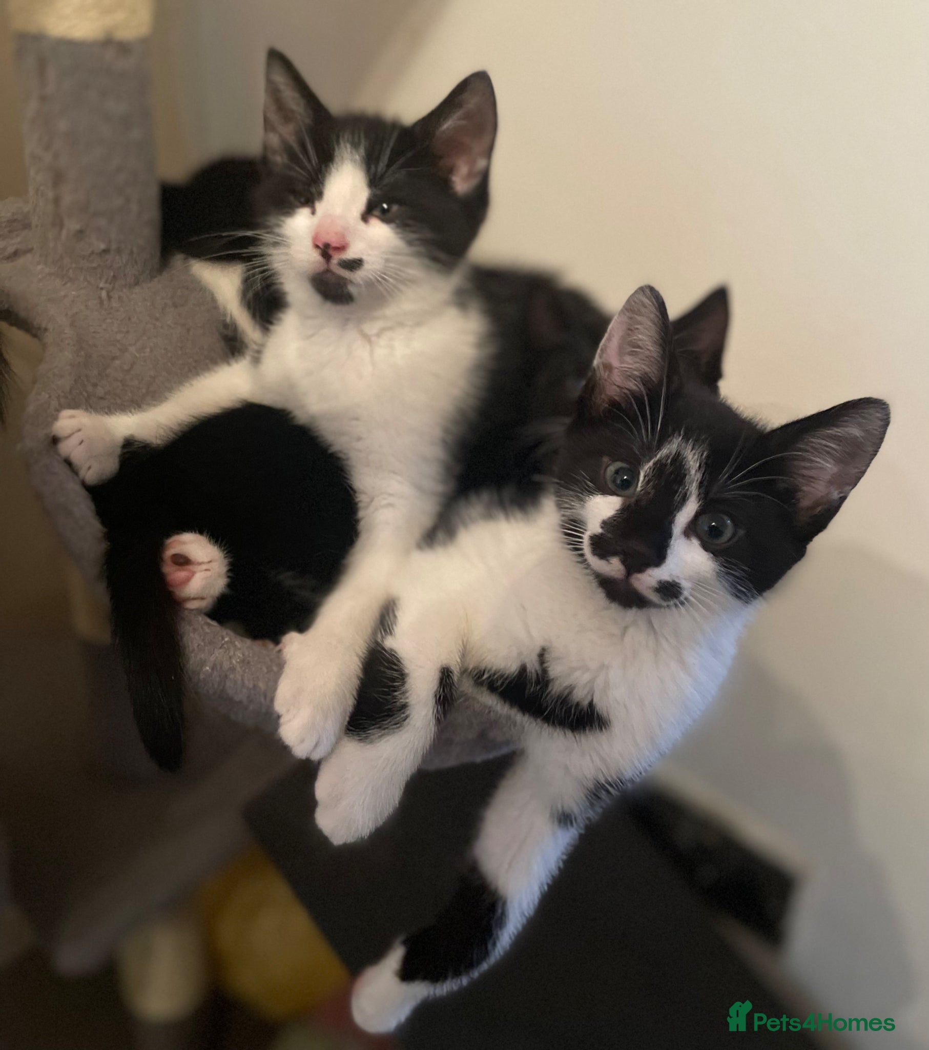 Mixed Breed cats 6 Adorable Kittens ready for loving homes! - Advert 1