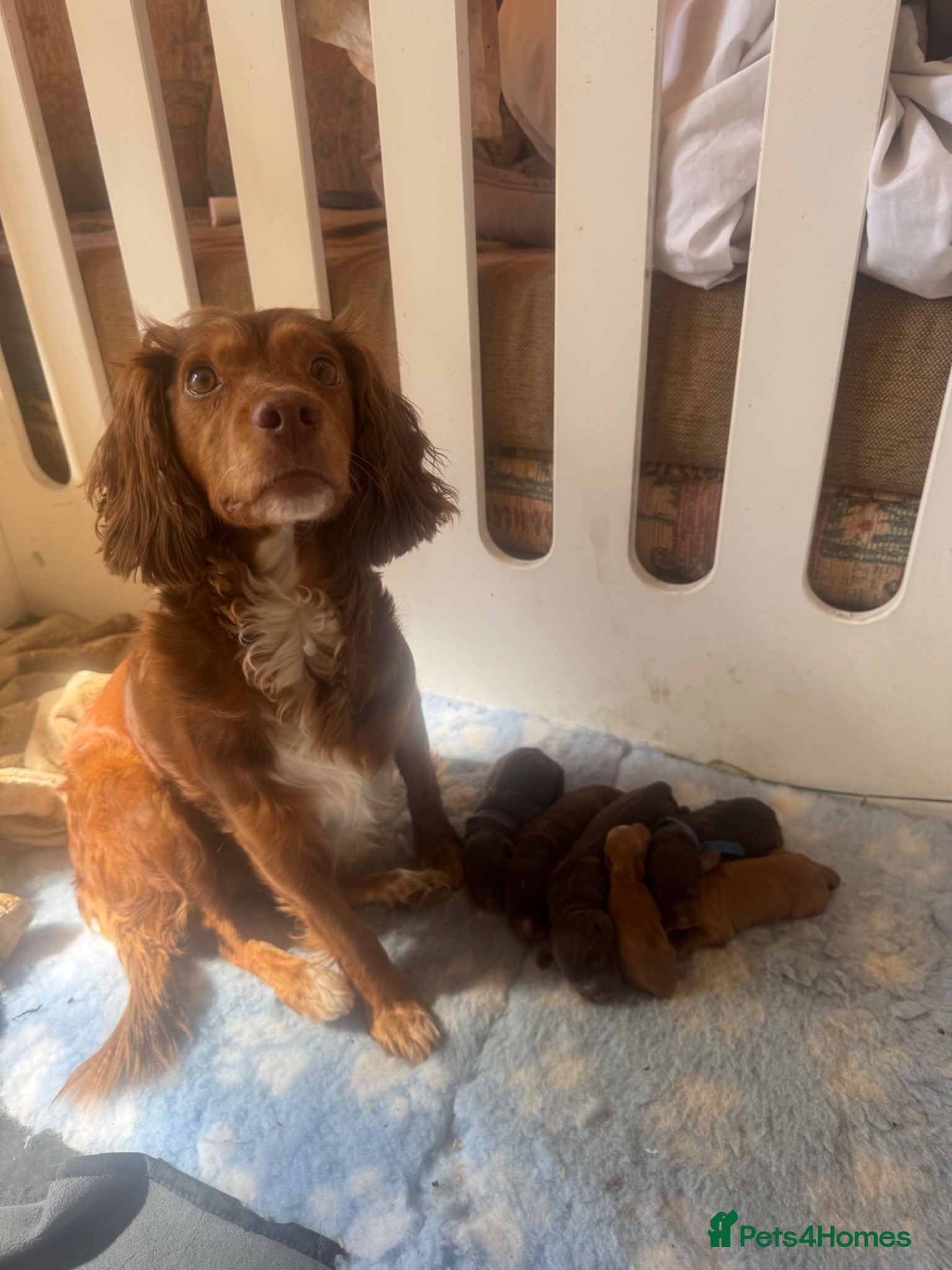 Cocker Spaniel dogs 2 gorgeous cocker spaniel boys  - Advert 1