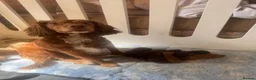 Cocker Spaniel dogs for sale: 2 gorgeous cocker spaniel boys  in Radstock - Advert 1