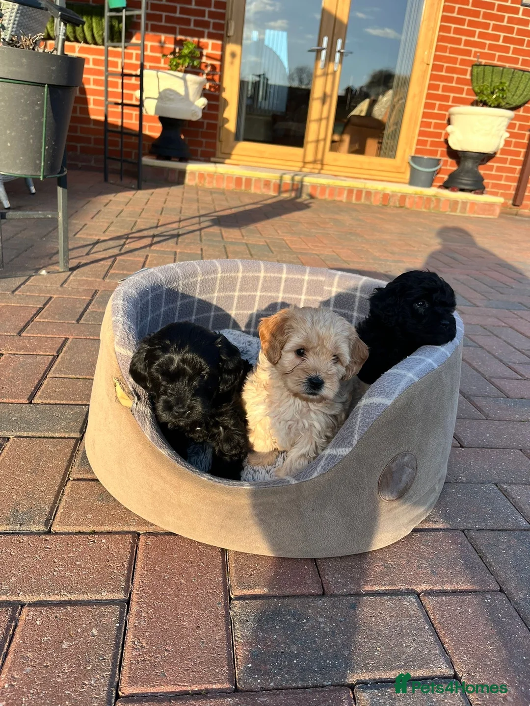 Cockapoo dogs for sale: Gorgeous mixed litter of cockapoo puppies  - Advert 1