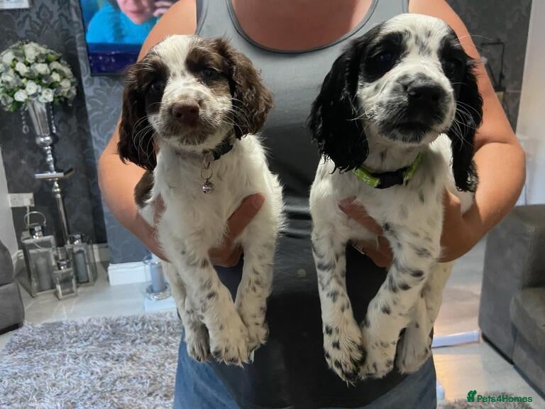 English Springer Spaniel dogs Beautiful litter springer spaniels - Advert 1