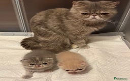 Exotic cats for sale: Exotic Shorthair Kittens - Image 8