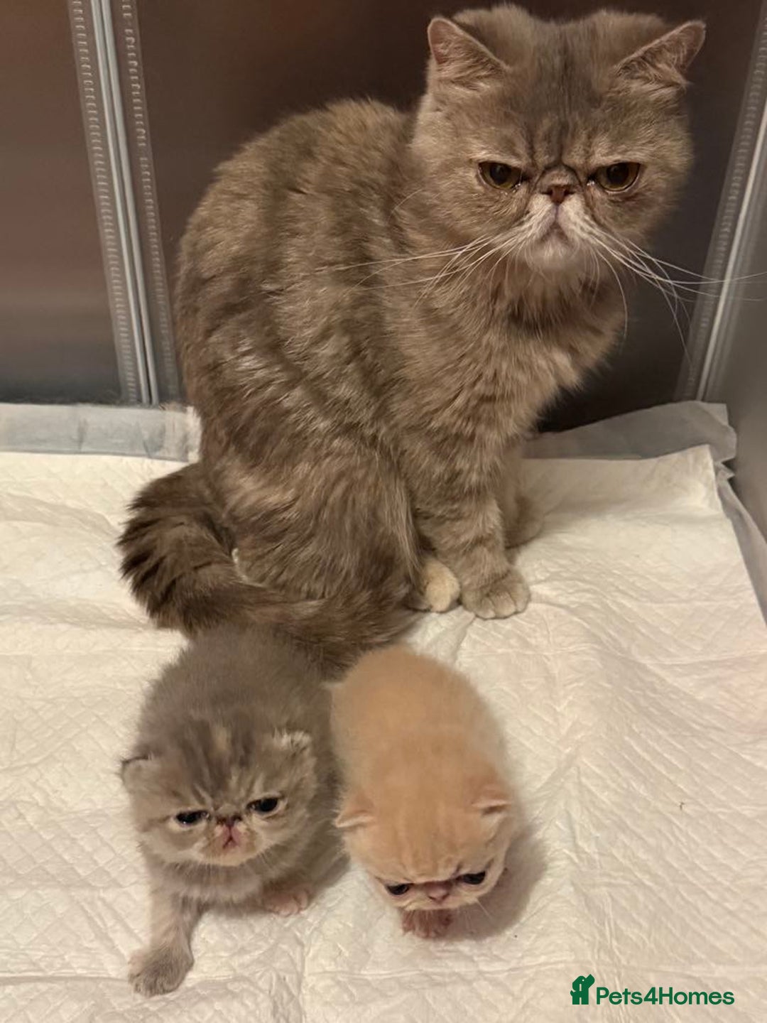 Exotic cats for sale: Exotic Shorthair Kittens - Image 8