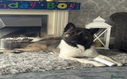Akita dogs for sale: Male Akita  - Image 1