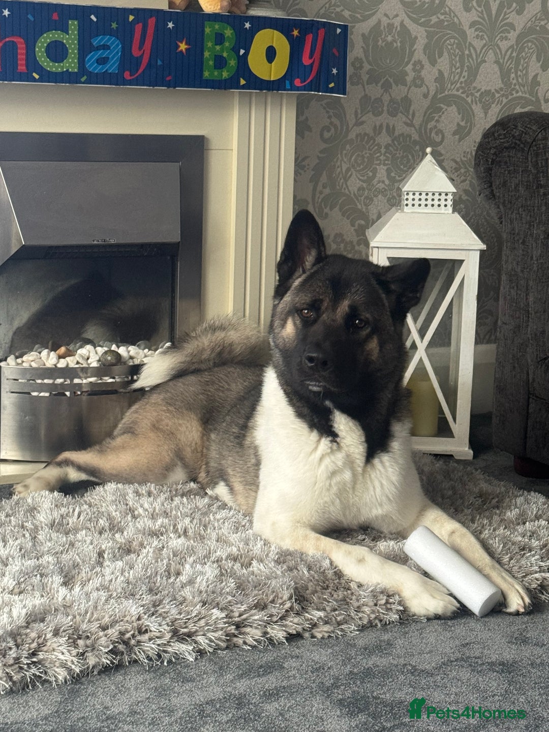 Akita dogs for sale: Male Akita  - Image 1