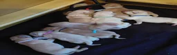 Labrador Retriever dogs for sale: 9 beautiful new born Labradors  in Blackwood - Advert 10