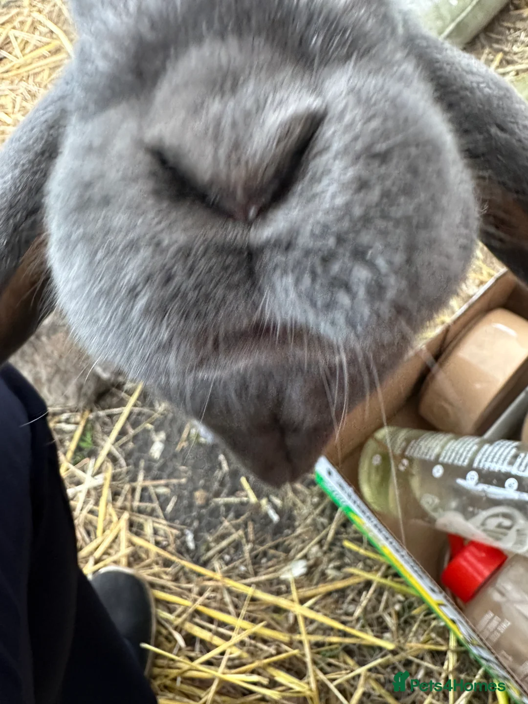 Mini Lop rabbits for sale: 2 female bonded mini lops for sale  - Advert 28