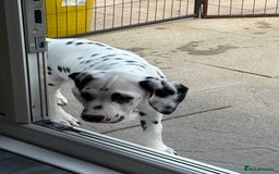 Dalmatian dogs for sale: One gorgeous KC registered Dalmatian puppy - Image 9