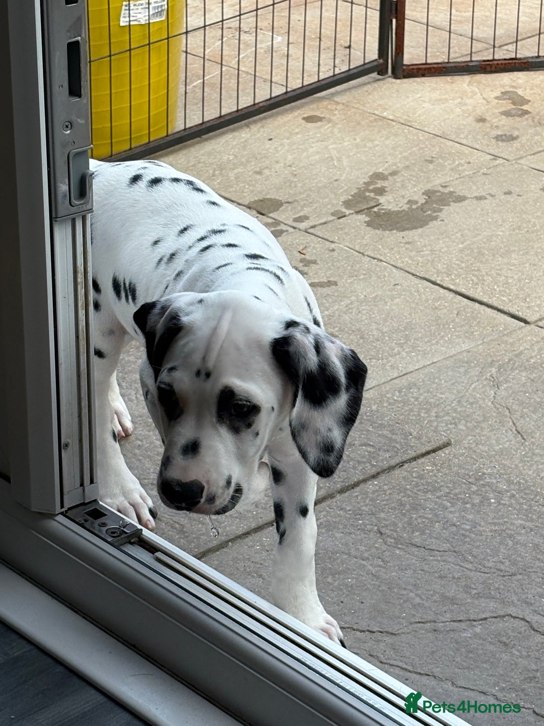 Dalmatian dogs for sale: One gorgeous KC registered Dalmatian puppy - Image 9