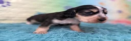 Cocker Spaniel dogs for sale: Kc registered show cocker spaniels  - Advert 6