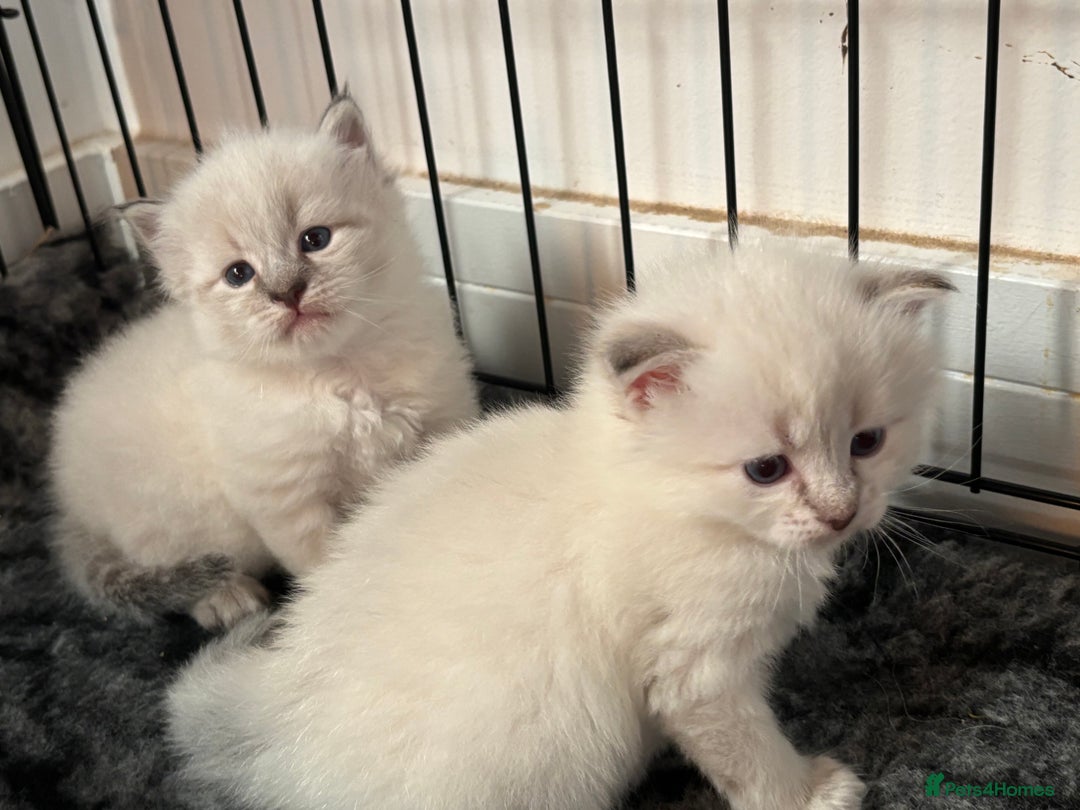 Siberian cats for sale: 🌓Word Champion Grandfather 🌖 - Advert 7