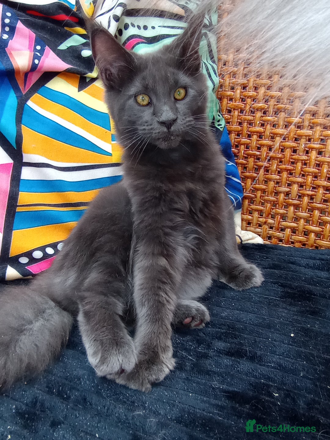 Maine Coon cats for sale: Maine coon purebred pedigre xl in Barnsley - Image 2