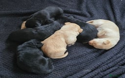 Labrador Retriever dogs for sale: Kc reg labradore puppies - Image 12