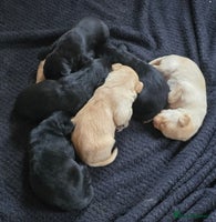 Labrador Retriever dogs - Advert 16