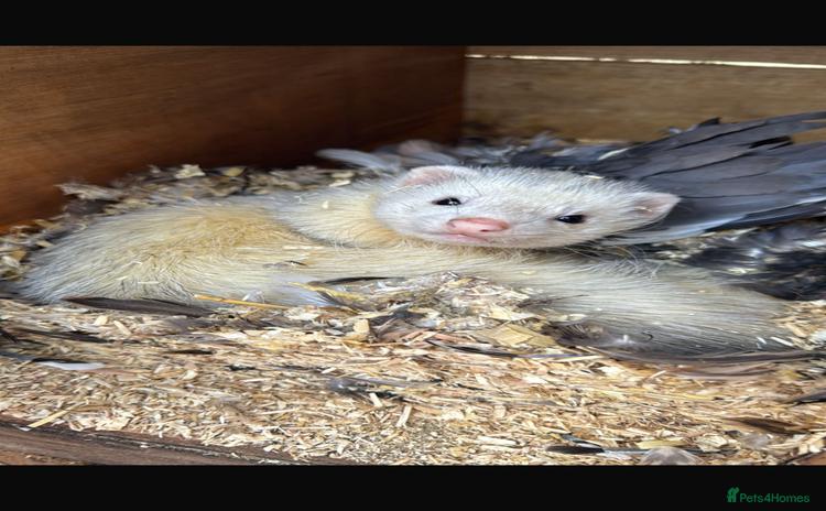 Ferret rodents Working line ferret hob - Advert 7