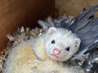 Ferret rodents Working line ferret hob - Advert 2