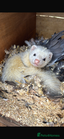 Ferret rodents Working line ferret hob - Advert 7