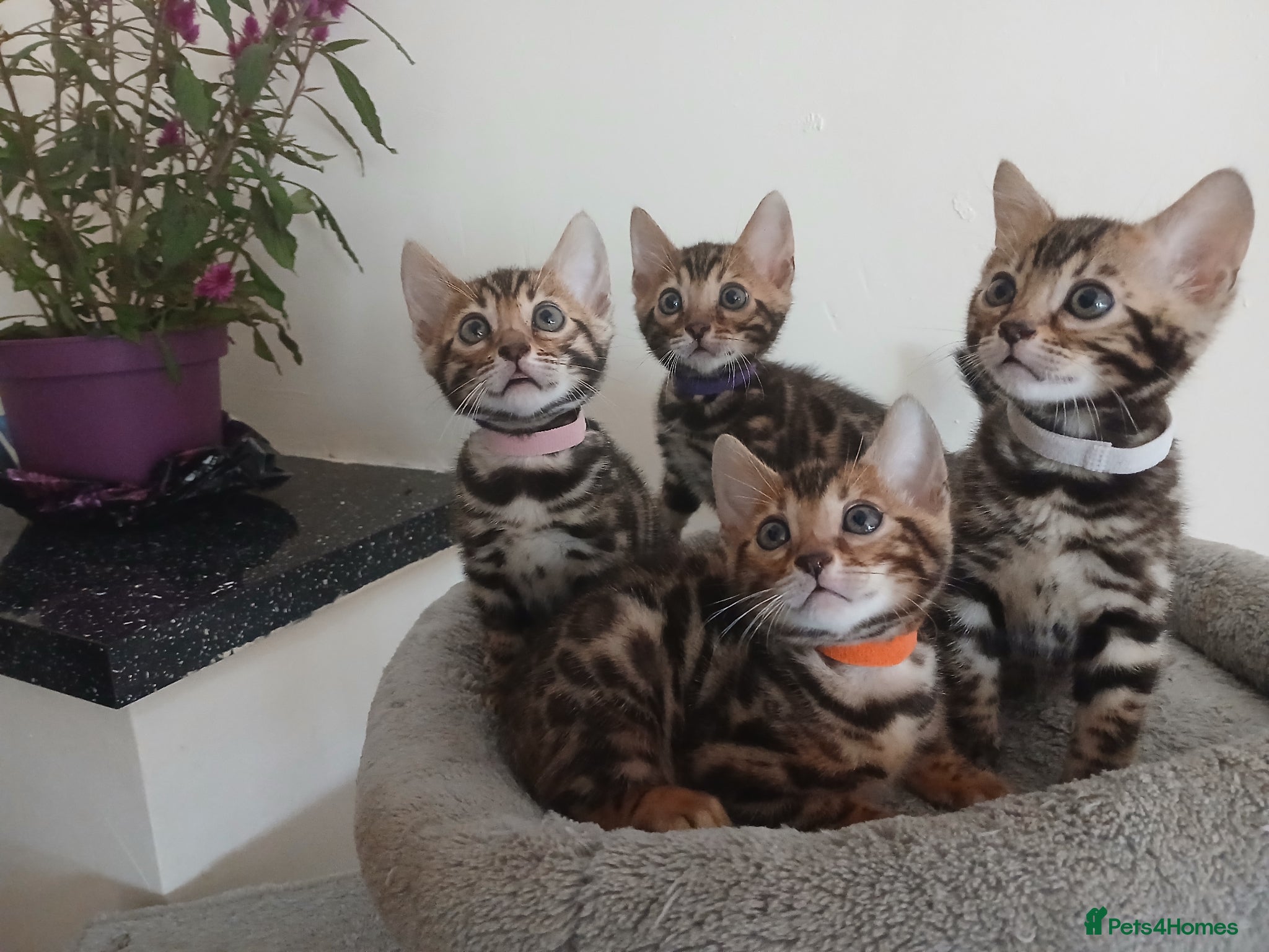 Bengal cats  Pure Baby bengals 😻 REDUCED PRICE ‼️ - Advert 15