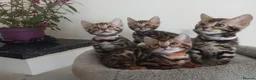 Bengal cats for sale: NEW PRICE ONLY 1 BENGAL BEAUTY LEFT ‼️‼️❣️ - Advert 3