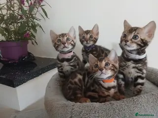Bengal cats Pure Baby bengals 😻 REDUCED PRICE ‼️ - Advert 15