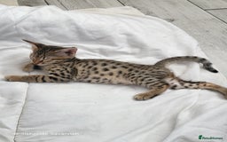 Savannah cats for sale: Britishpride F7 Savannah Kittens Male and female  - Image 7