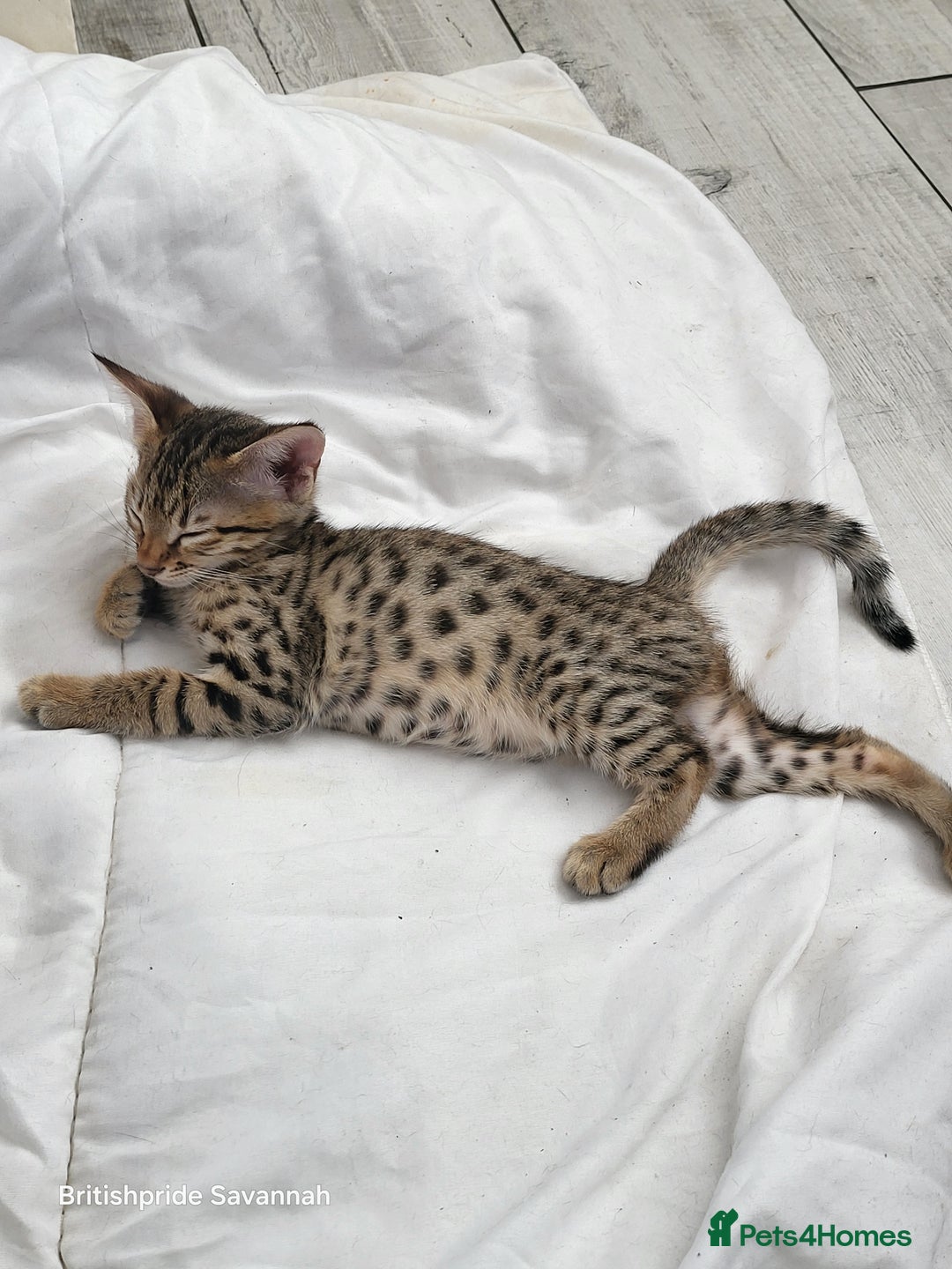 Savannah cats for sale: Britishpride F7 Savannah Kittens Male and female  - Image 7
