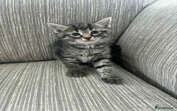 Mixed Breed cats for sale: 6 beautiful kittens - Image 6