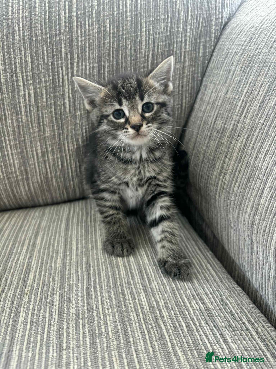 Mixed Breed cats for sale: 6 beautiful kittens - Image 6