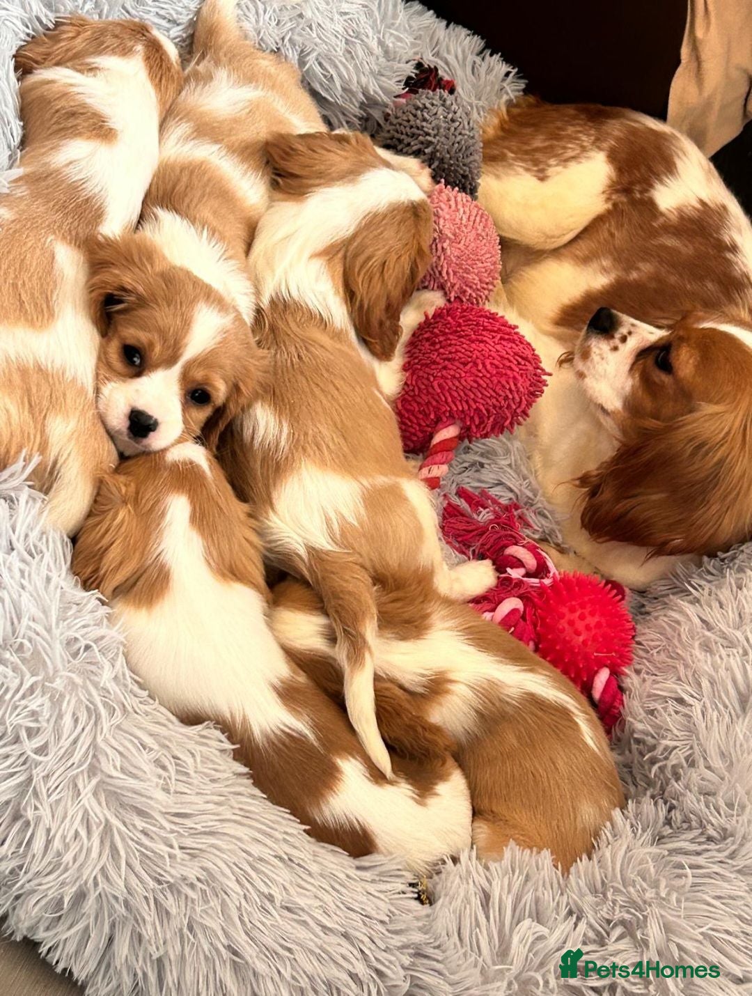 Cavalier King Charles Spaniel dogs for sale: Friendly and playful Cavalier Puppies - Advert 1