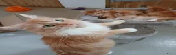 Maine Coon cats for sale: Beautiful Red Maine coone babies  - Advert 18