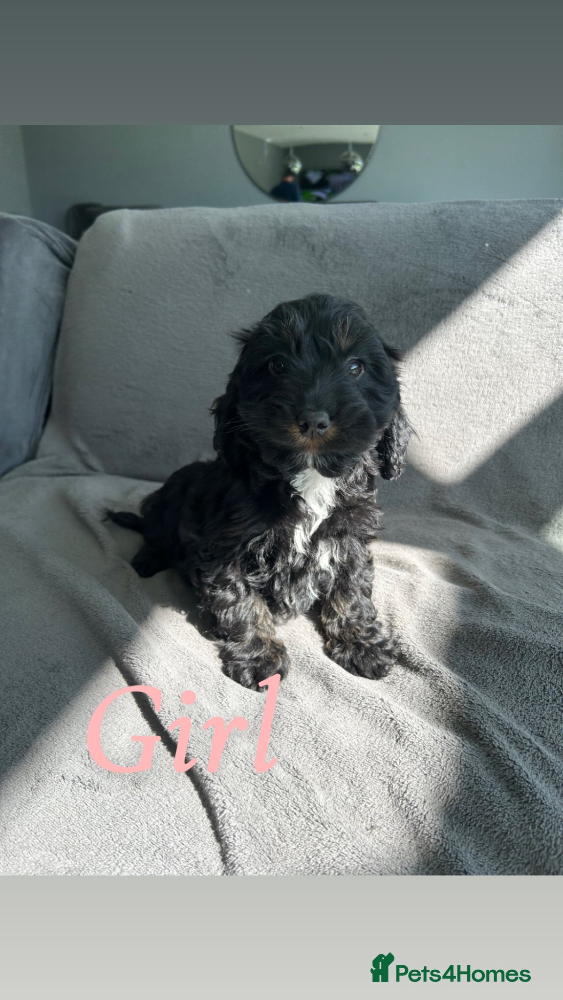 Cockapoo dogs F1 cockapoo puppies  - Advert 11