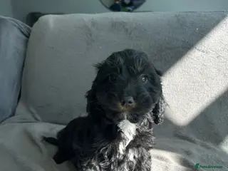 Cockapoo dogs F1 cockapoo puppies - Advert 11
