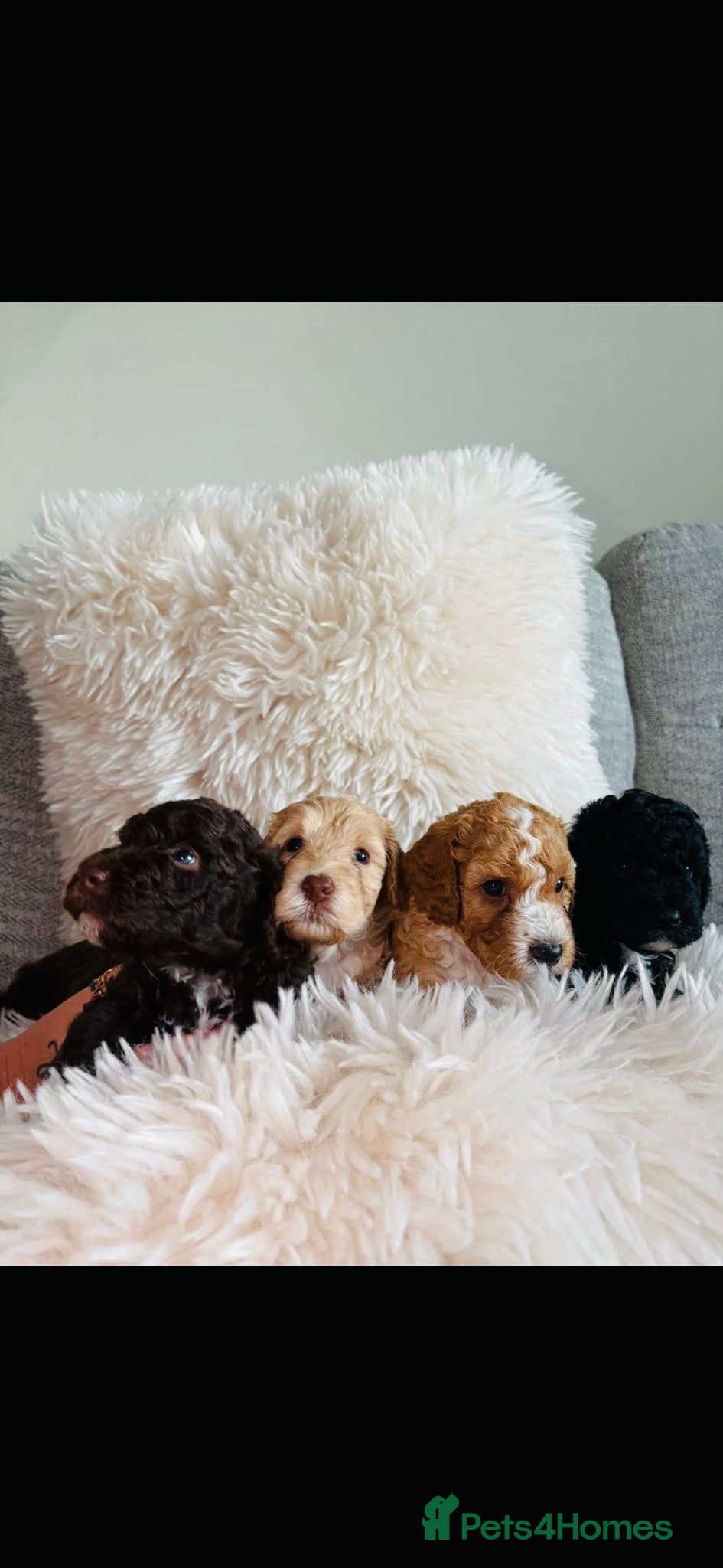 Cockapoo dogs F1B Cockapoo Puppies  - Advert 2