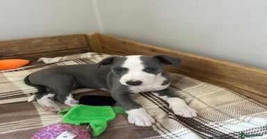 Whippet dogs - Advert 6