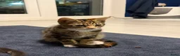 Mixed Breed cats for sale: 1 boy 1 girl kittens for sale 12 weeks old  in Nuneaton - Advert 6