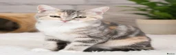 British Shorthair cats for sale: Stunning half Main Coon kitten ready for new home - Advert 3