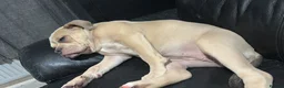 Olde English Bulldogge dogs for sale: Female Lilic olde English bulldog - Advert 5