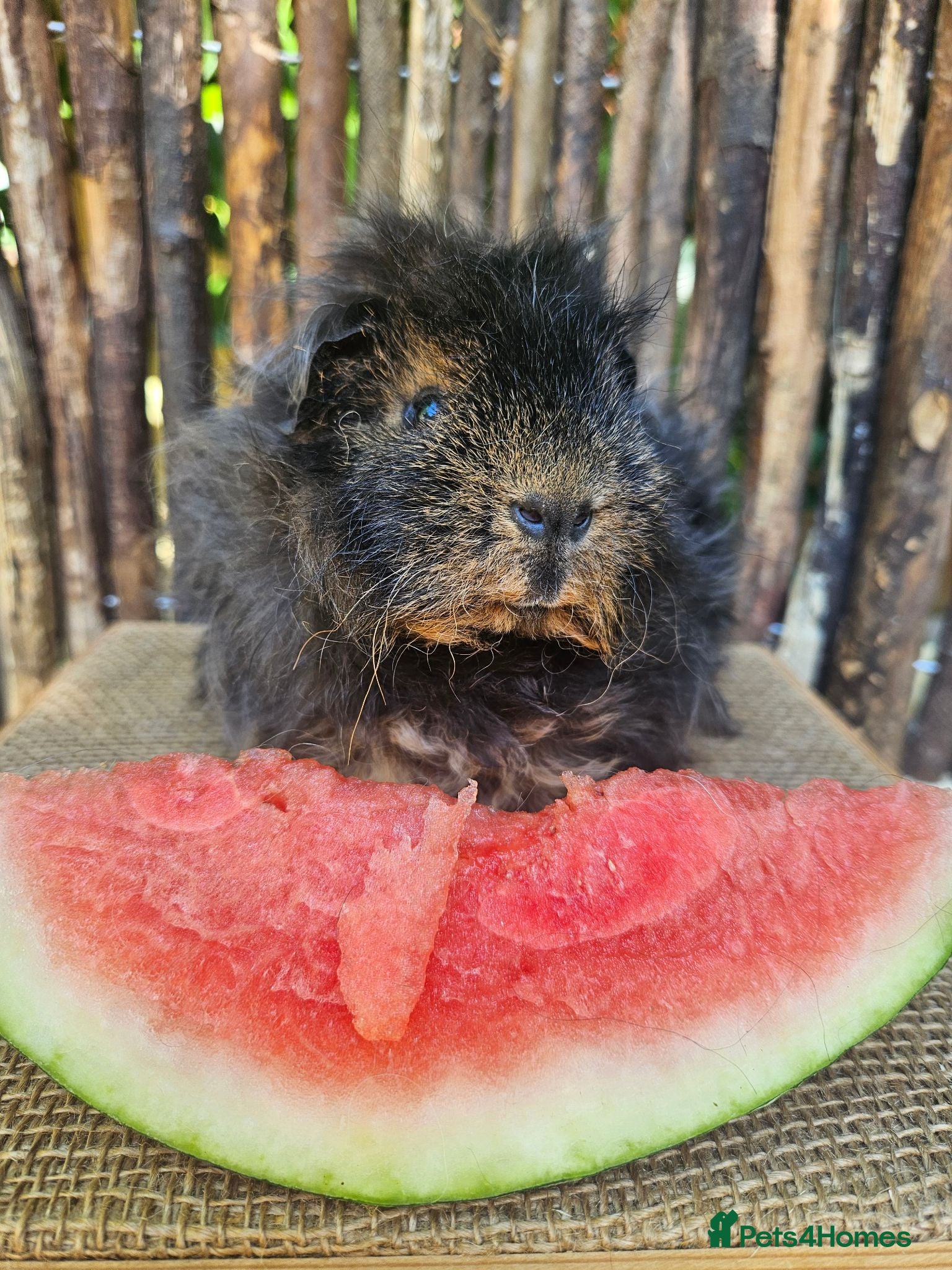 Guinea Pig rodents Gorgeous Tan coloured pet boar/boy - Advert 8