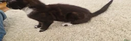 Mixed Breed cats for sale: Mixed breed kittens for sale - Advert 6