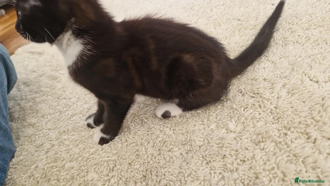 Mixed Breed cats for sale: Mixed breed kittens for sale - Advert 6