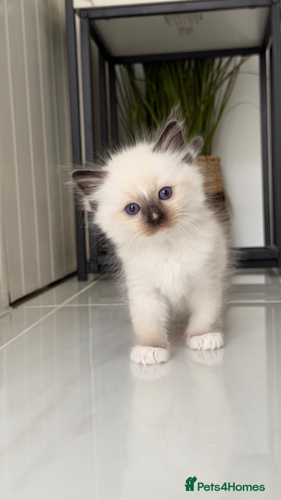 Ragdoll cats GCCF Ragdoll Sealpoint Mitted kitten - Advert 2