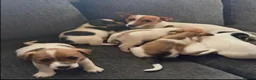 Jack Russell dogs for sale: Traditional Jack Russell puppies  in Bradford - Advert 5