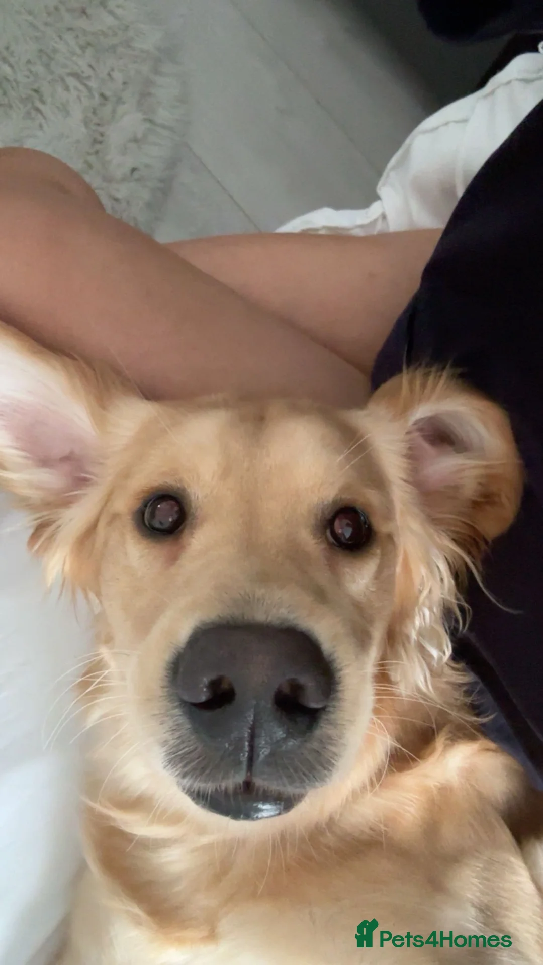 Golden Retriever dogs for sale: Beautiful KC Registered Golden Retriever  in Nottingham - Advert 8