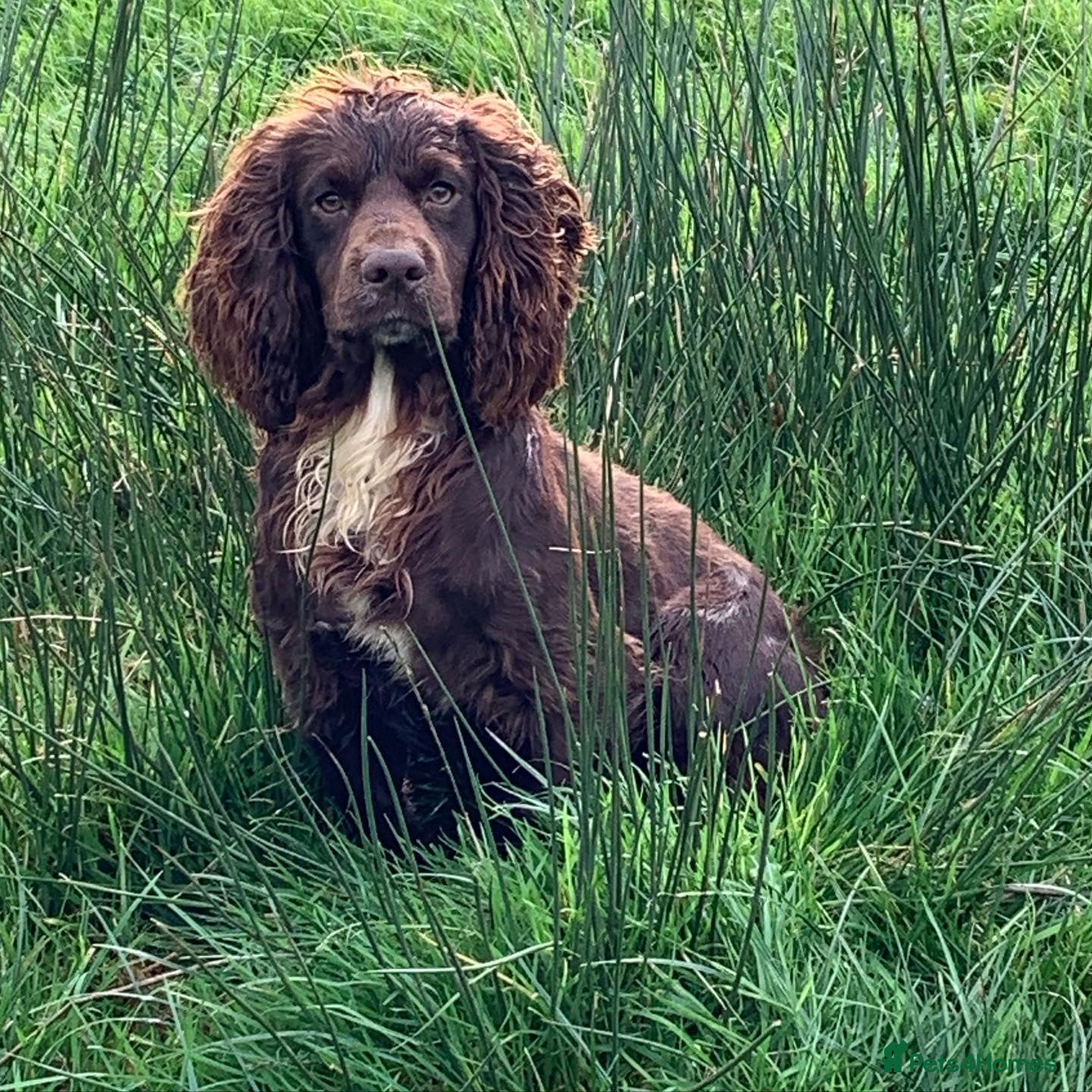 Cocker Spaniel dogs KC Reg Chocolate Working Cocker Spaniel in Pickering - Advert 2