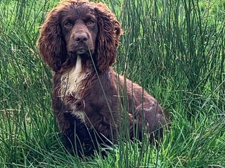 Cocker Spaniel dogs KC Reg Chocolate Working Cocker Spaniel in Pickering - Advert 2